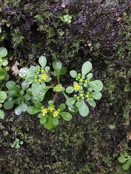 Image of Sedum actinocarpum Yamam.