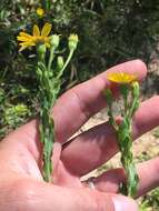 Image of Maryland goldenaster