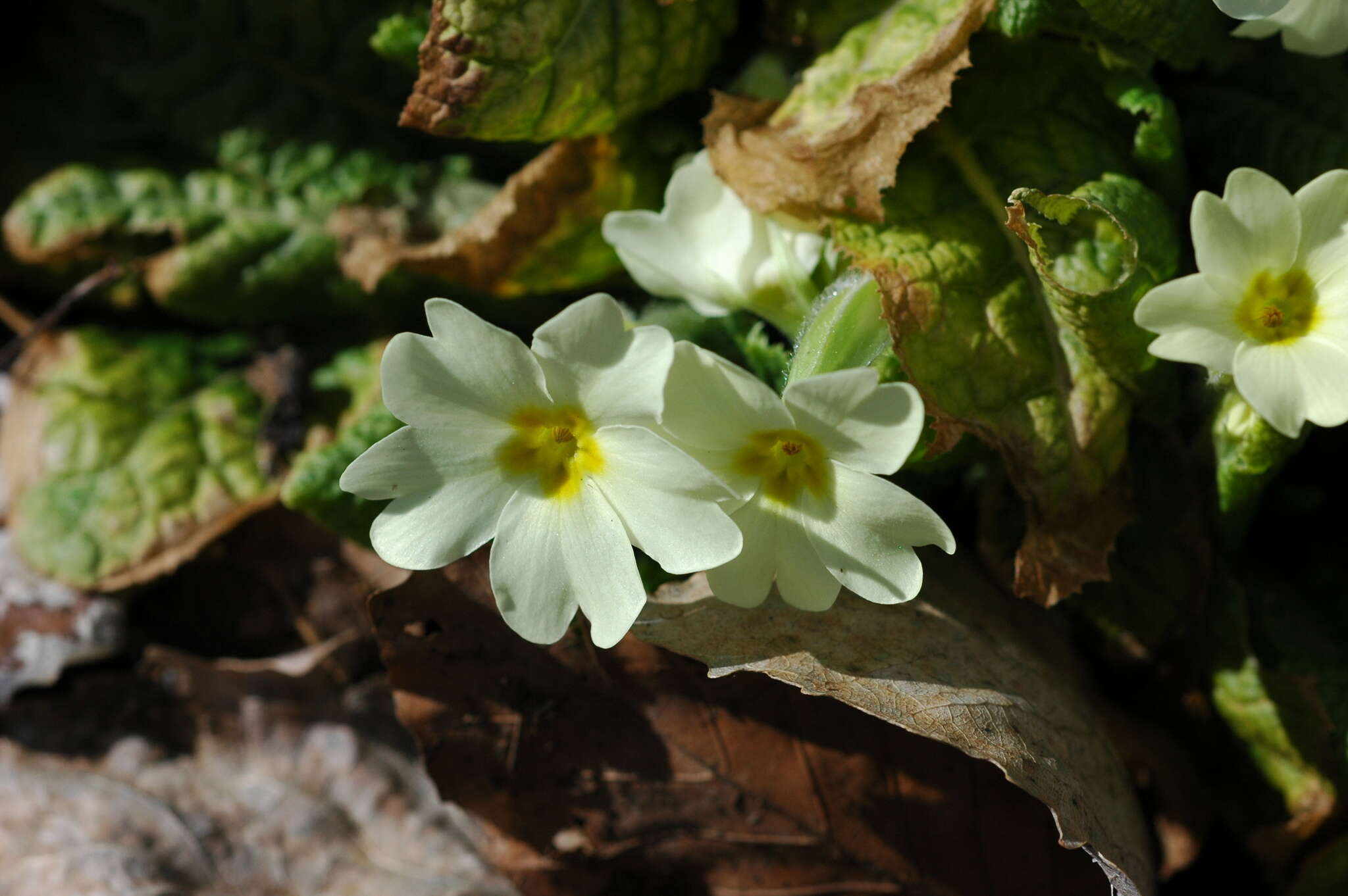 Image of <i>Primula <i>vulgaris</i></i> subsp. vulgaris