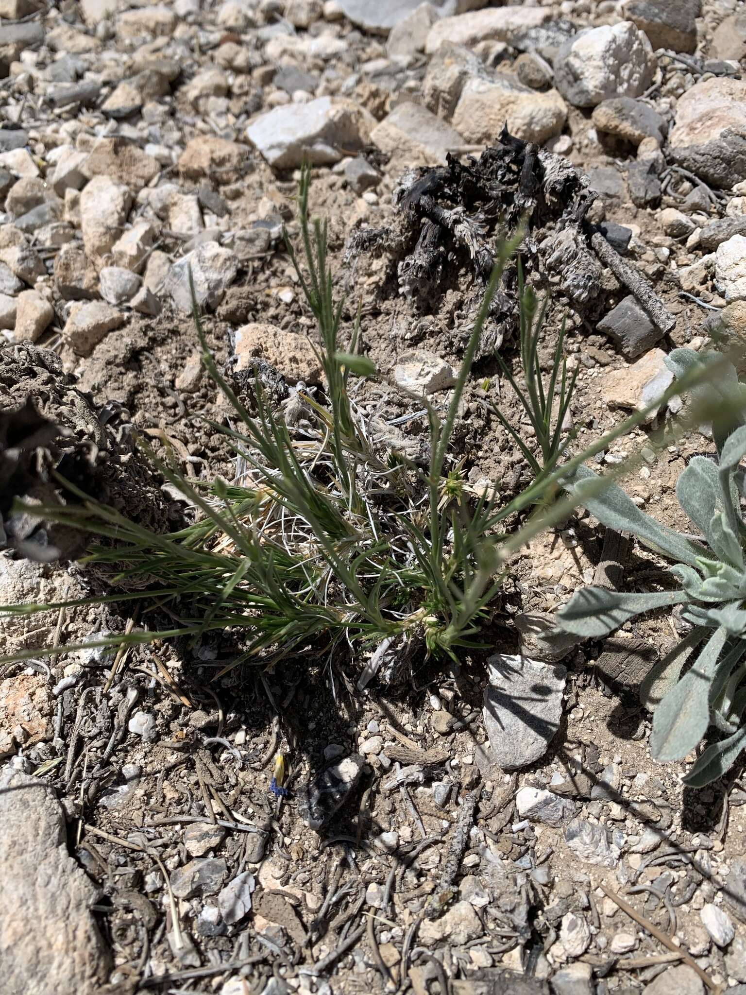 Image of Mojave Sandwort