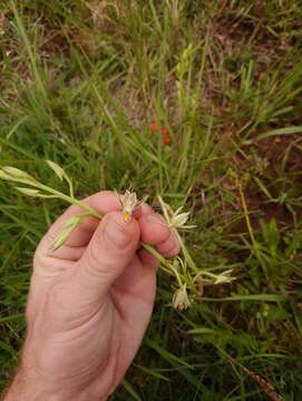 Image de Eulophia hians var. nutans (Sond.) S. Thomas