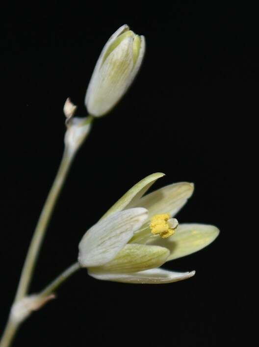 Image of Ornithogalum deltoideum Baker