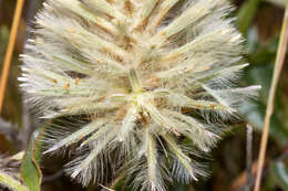 <i>Ptilotus angustifolius</i>的圖片