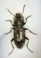 Image of Big-Eyed Bronze Beetle