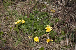 Image of Lesser celandine