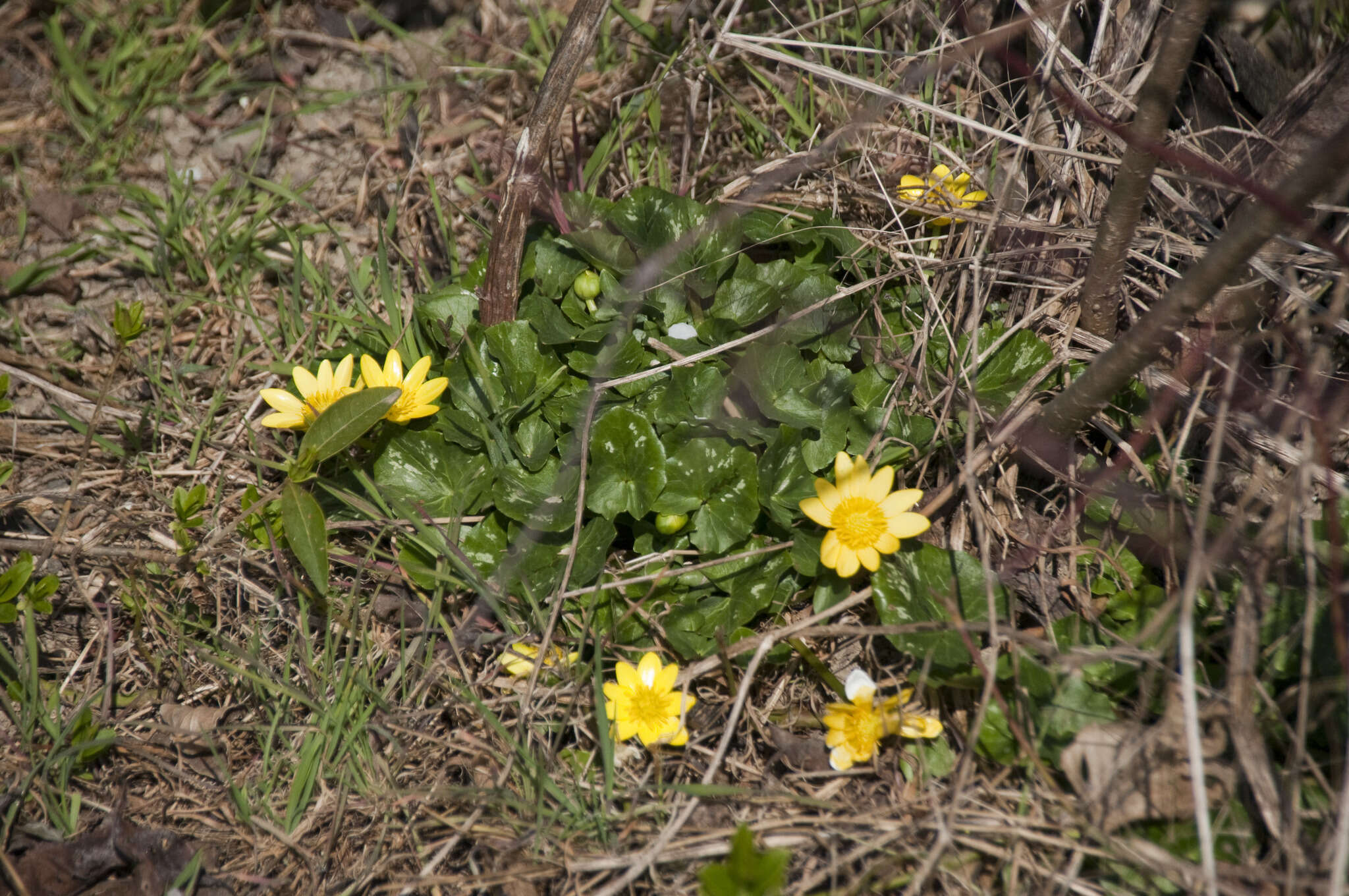 Ficaria verna subsp. verna的圖片