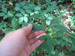 Rudbeckia fulgida var. spathulata (Michx.) Perdue的圖片