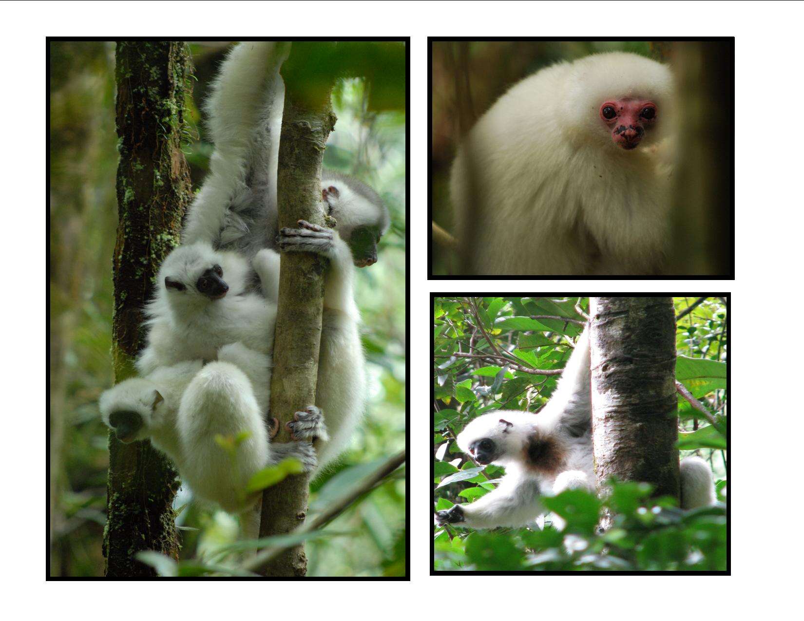 Image of Silky Sifaka