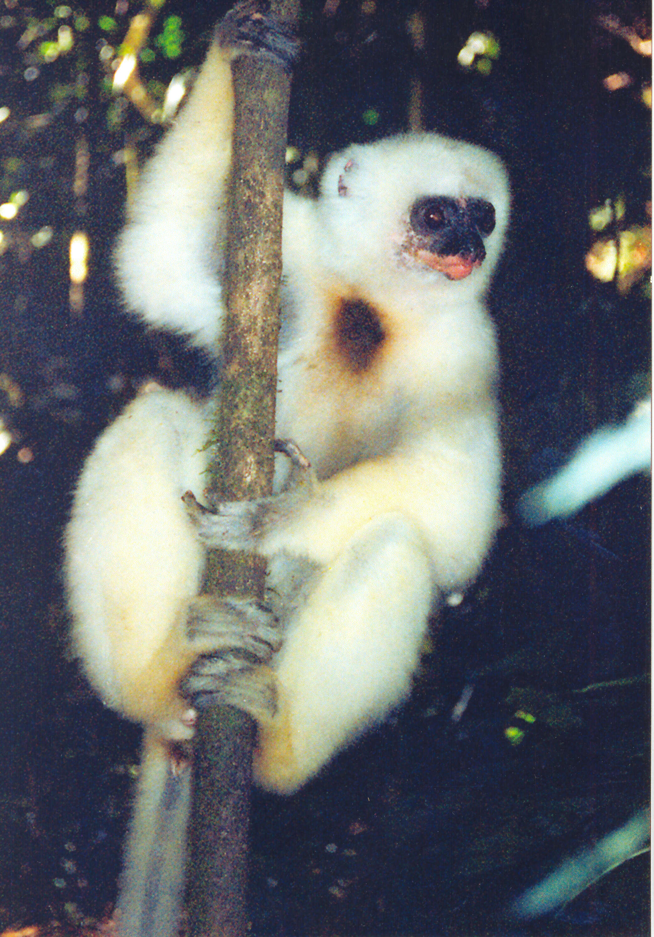 Image of Silky Sifaka