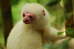 Image of Silky Sifaka