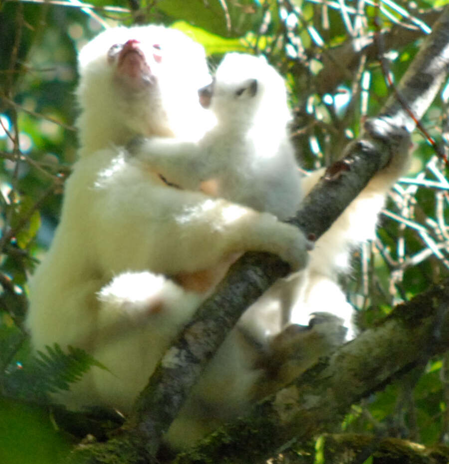 Imagem de Propithecus candidus Grandidier 1871