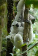 Image of Silky Sifaka