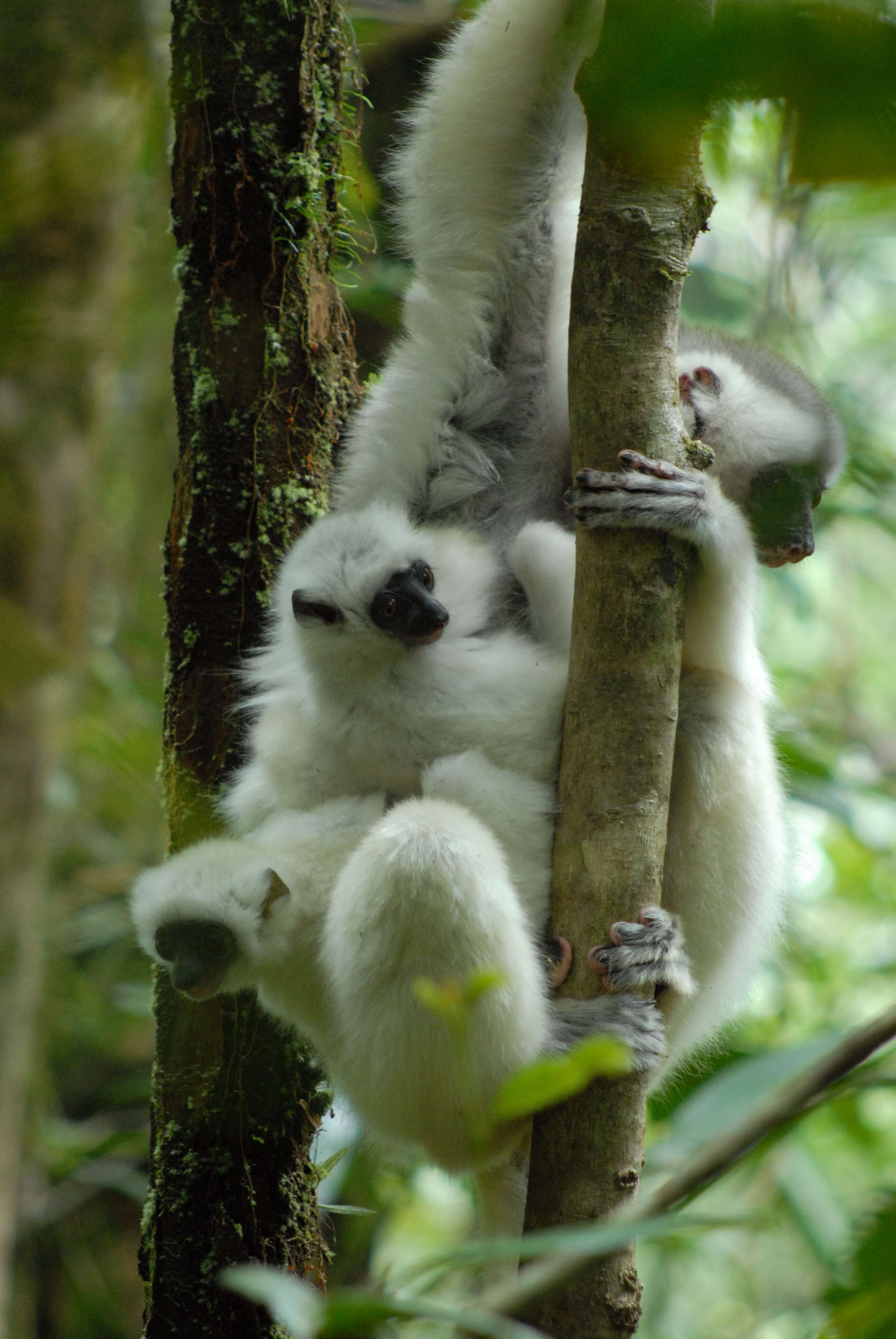 Image of Silky Sifaka