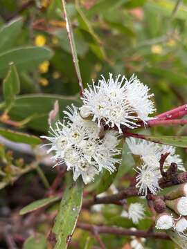 Image of Smithton peppermint gum