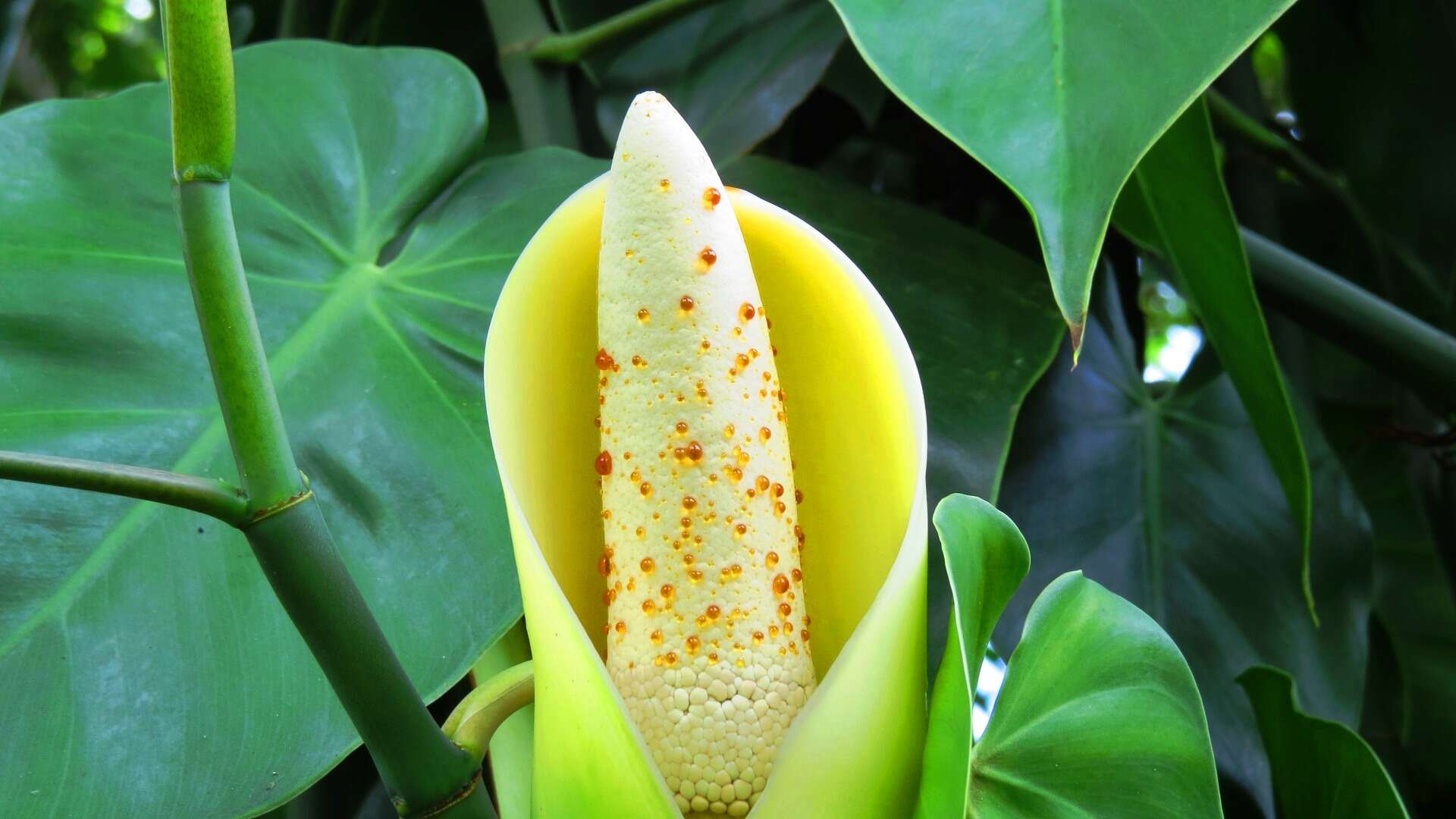 Image of heartleaf philodendron