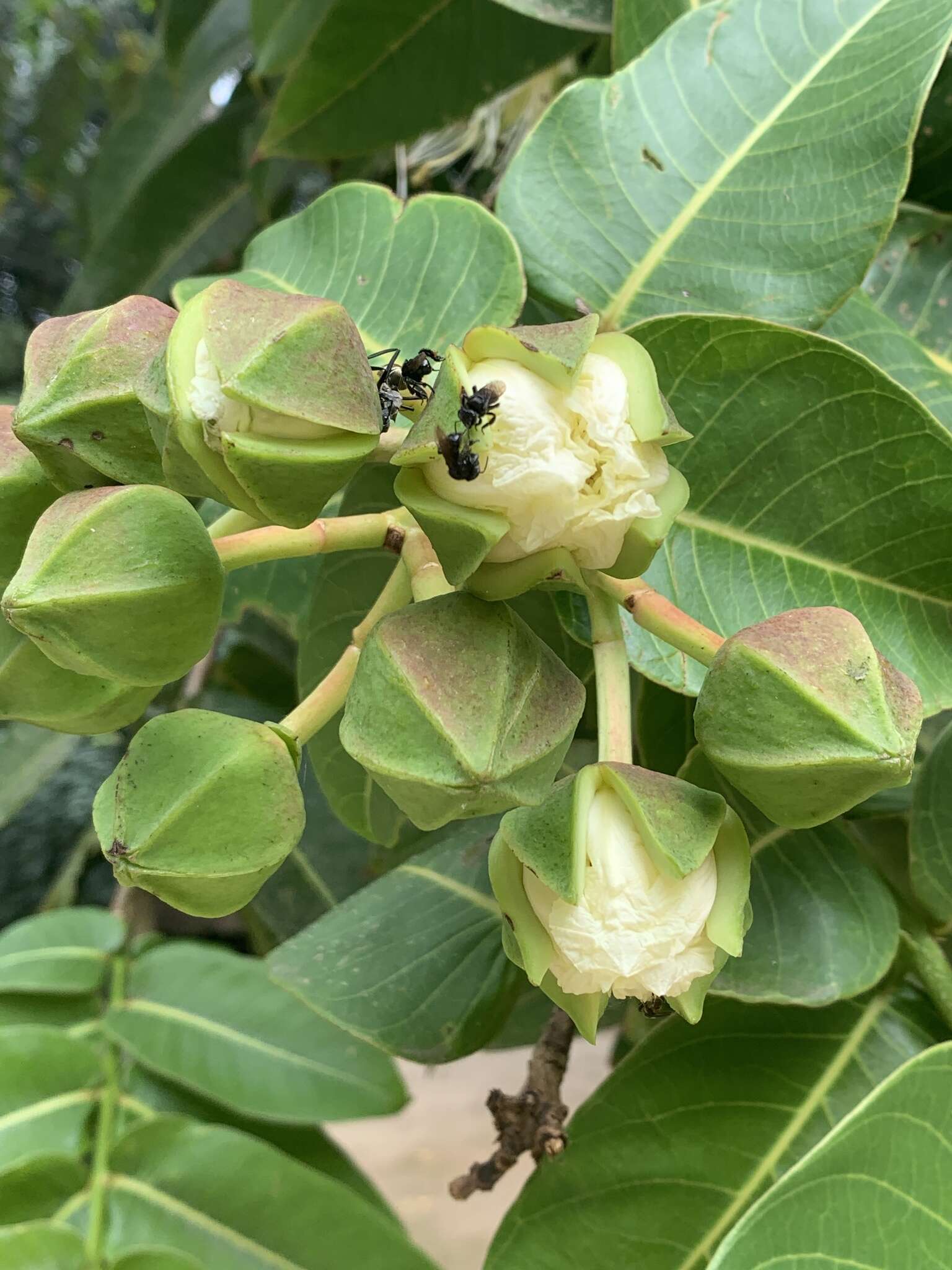 Duabanga grandiflora (Roxb. ex DC.) Walp. resmi