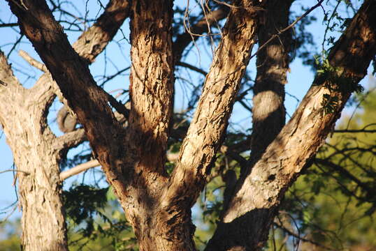 Image of Paperbark acacia