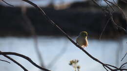 Image of Silvereye