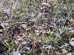 Image of wiry panicgrass