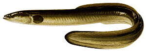 Image of American Eel
