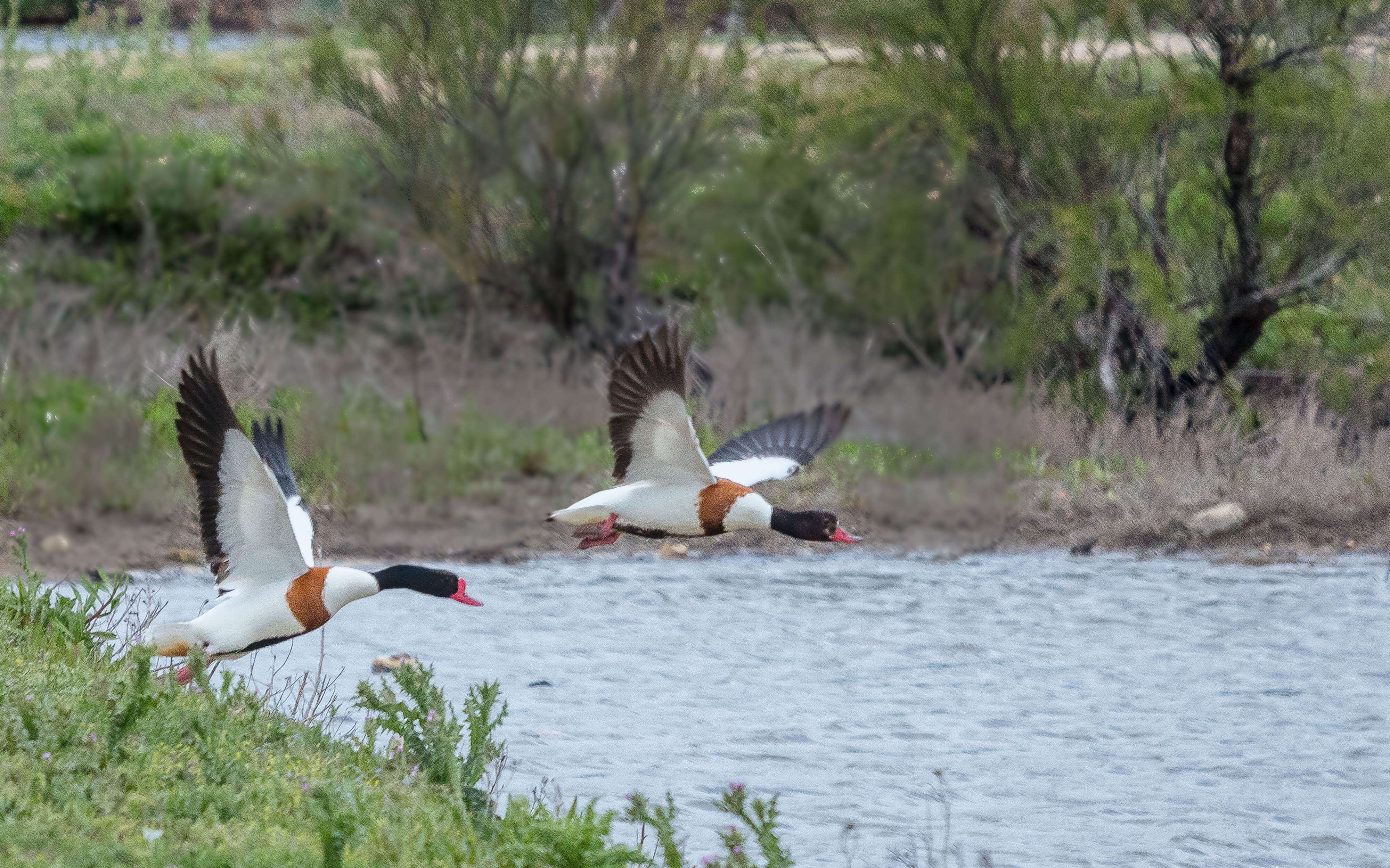 Image of shelduck, common shelduck