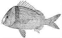 Image of Porkfish