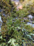 Image of spleenwort