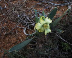 Image of Ferraria macrochlamys subsp. macrochlamys