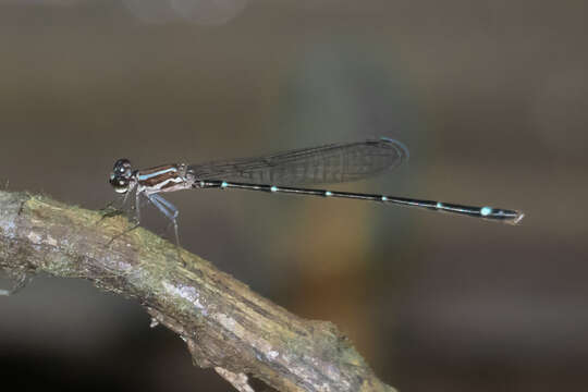 Image of Mortonagrion arthuri Fraser 1942