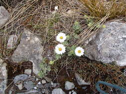 Image of Celmisia discolor Hook. fil.