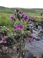 Imagem de Cirsium palustre (L.) Scop.