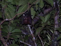 Image of Admiralty Flying Fox