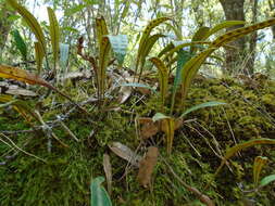 Image of redscale scaly polypody