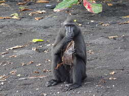 Image of Celebes crested macaque