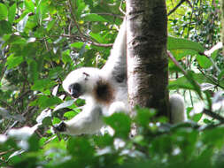 Imagem de Propithecus candidus Grandidier 1871