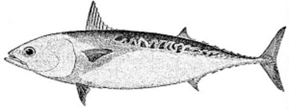 Image of Bullet Mackerel