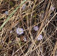 Image de Jasione montana subsp. montana