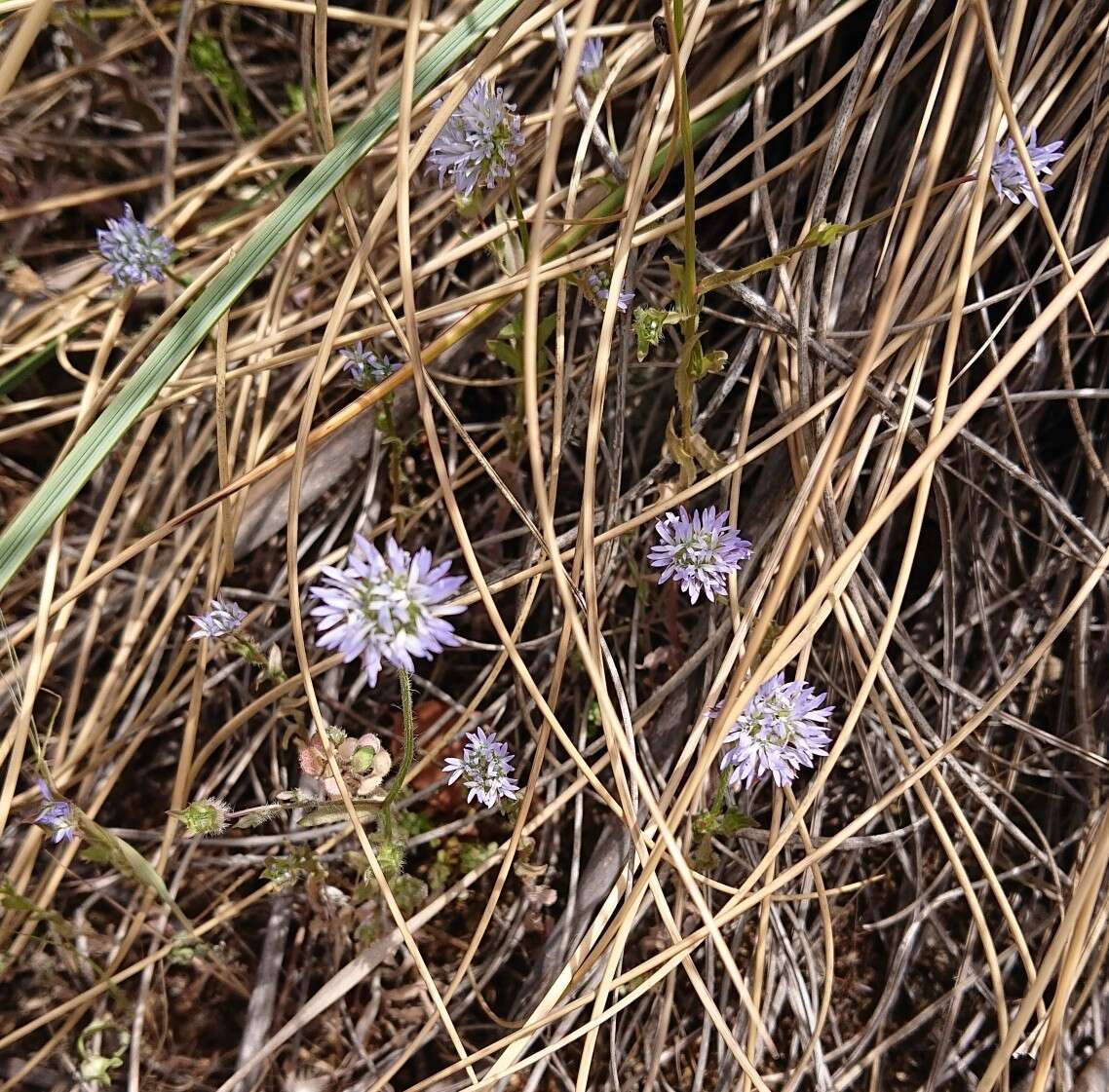 Image de Jasione montana subsp. montana