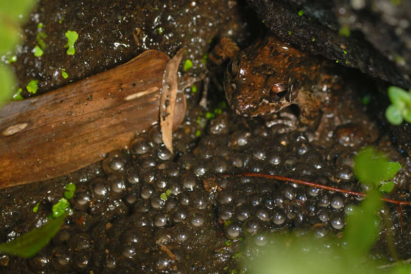 Image of Indian frogs