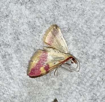 Image of Pyrausta scurralis Hulst 1886