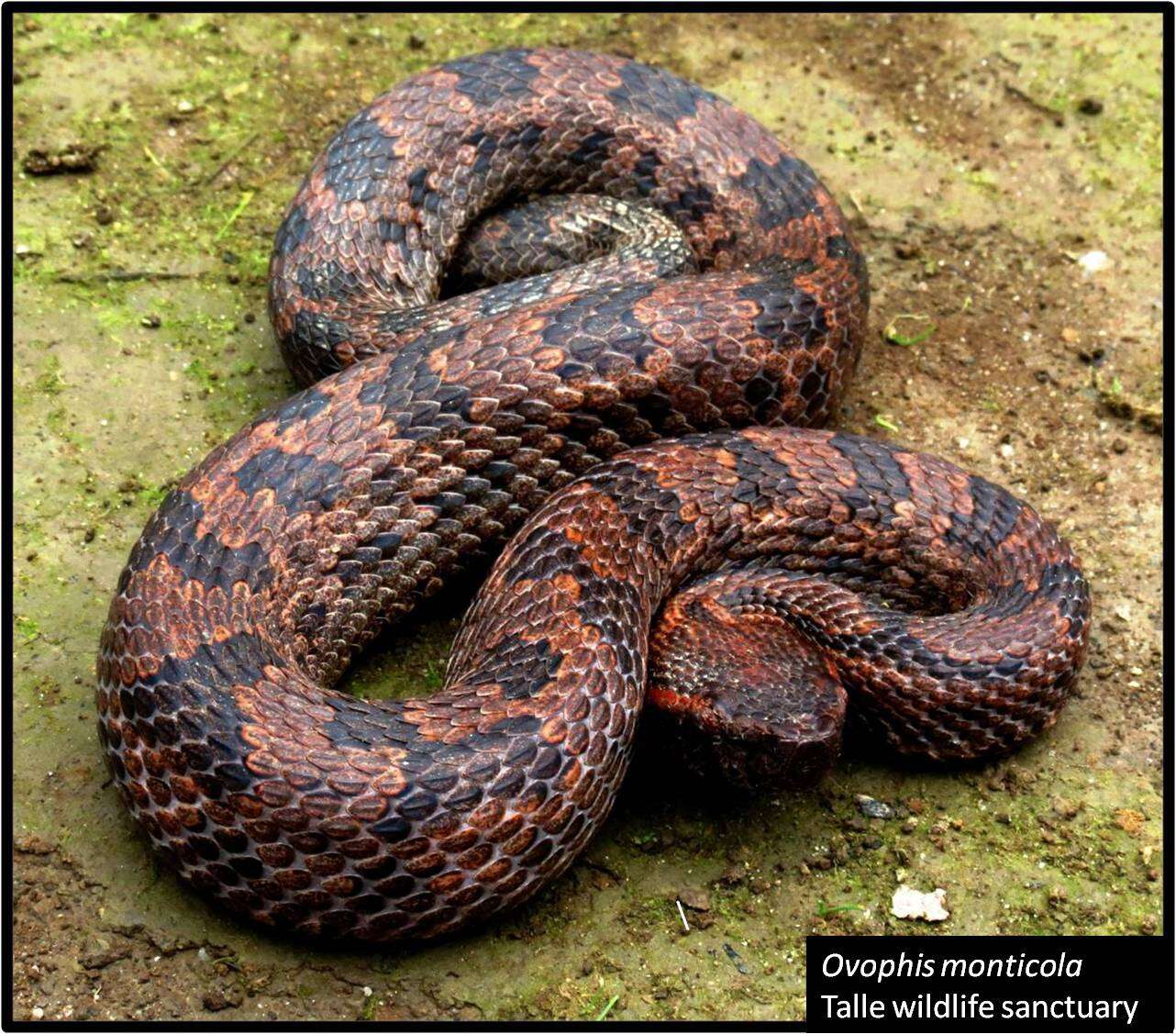 Image of Chinese Mountain Pit Viper