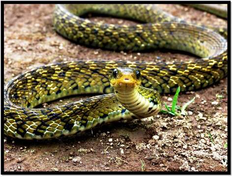 Image of Big-eyed mountain keelback