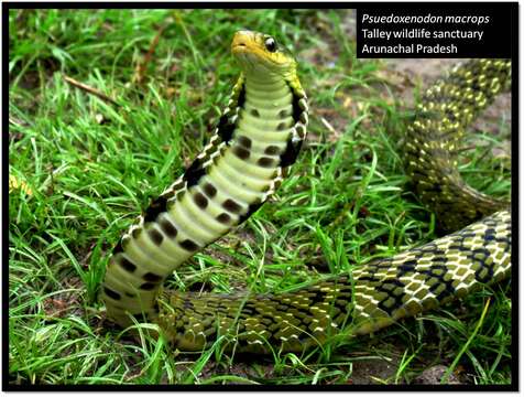 Image of Big-eyed mountain keelback