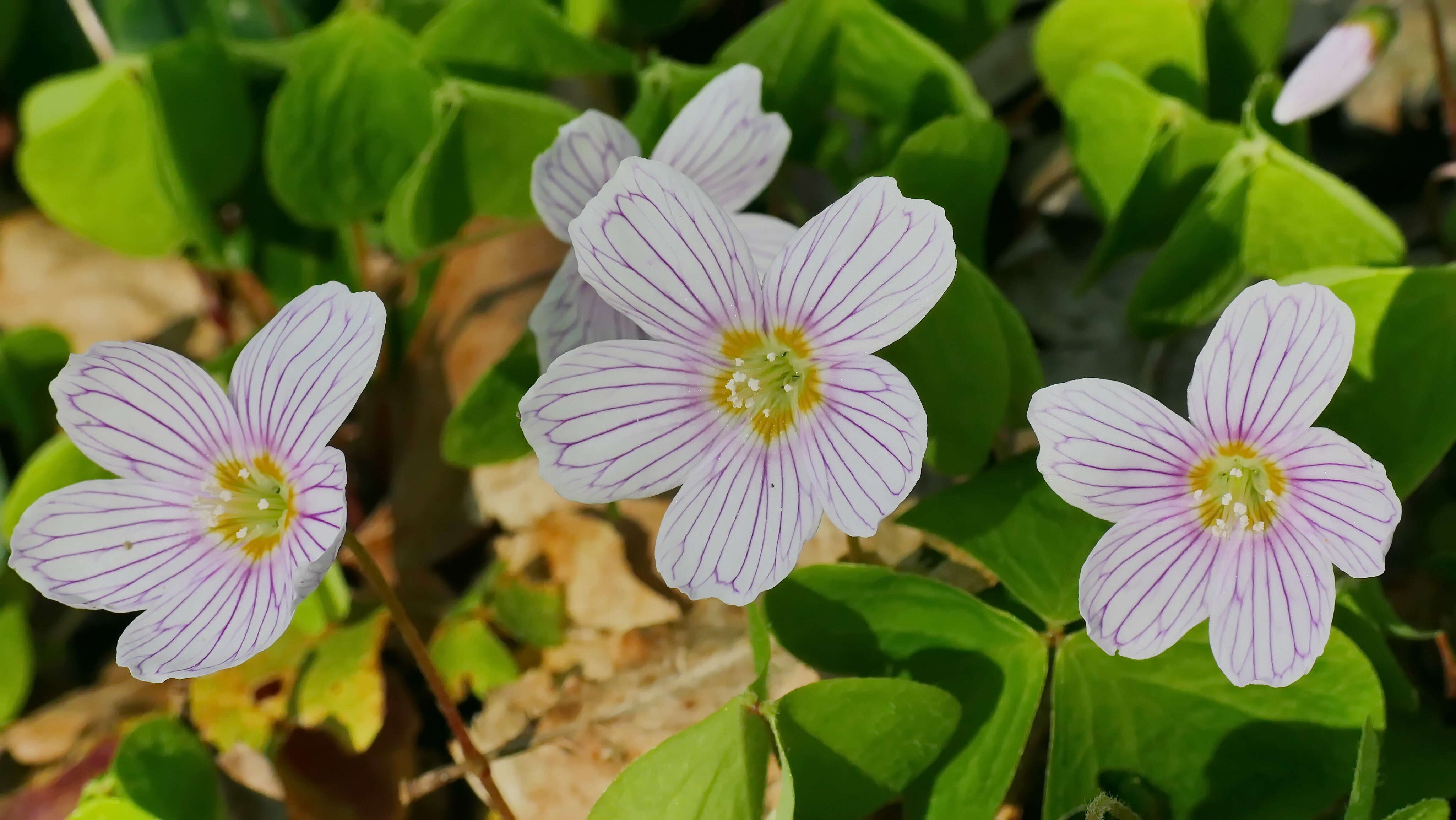 Imagem de Oxalis acetosella L.