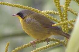 Image of Masked Yellowthroat