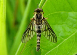 Image of Chrysopilus foedus Loew 1861