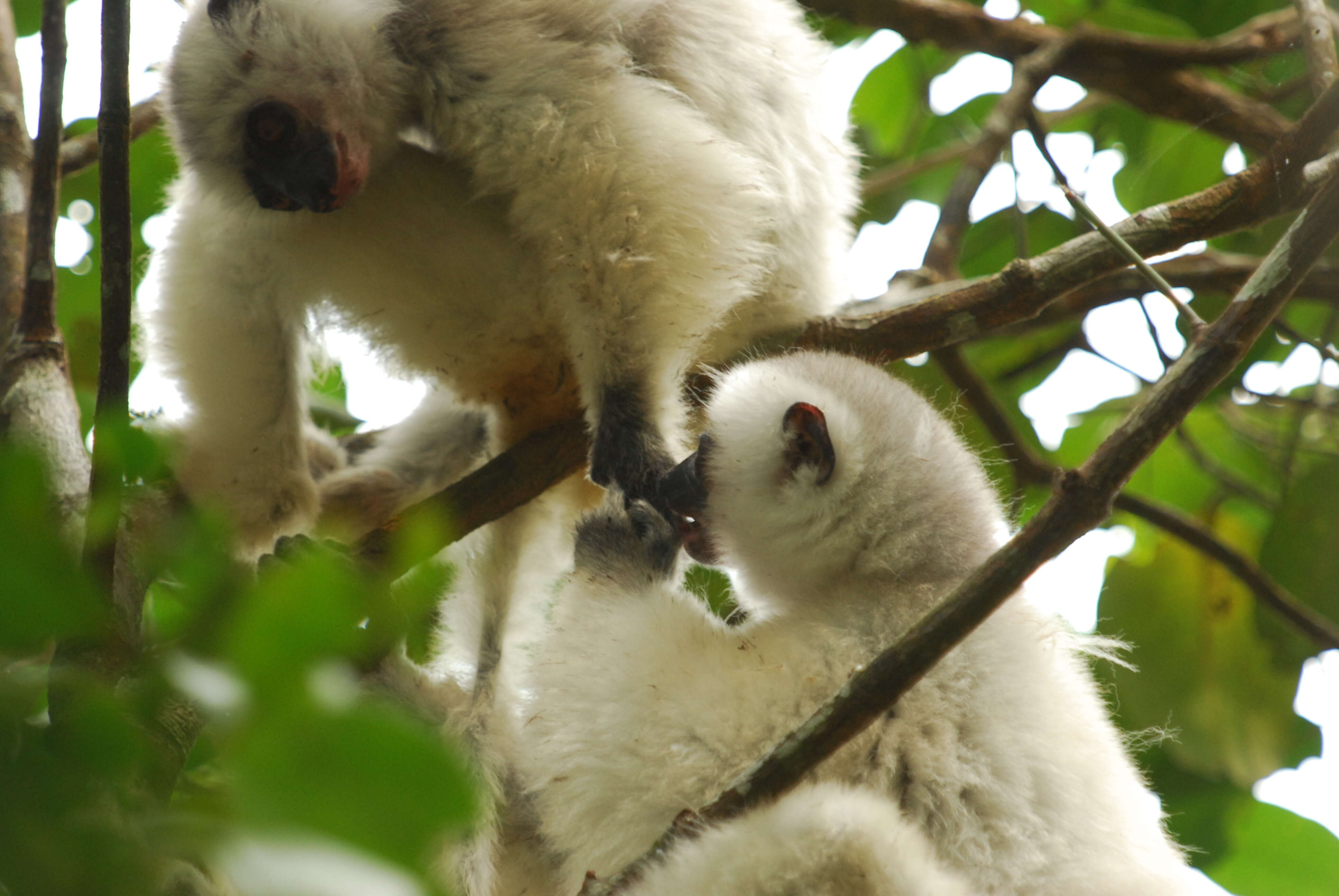 Imagem de Propithecus candidus Grandidier 1871