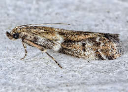 Image of Brower's Vitula Moth