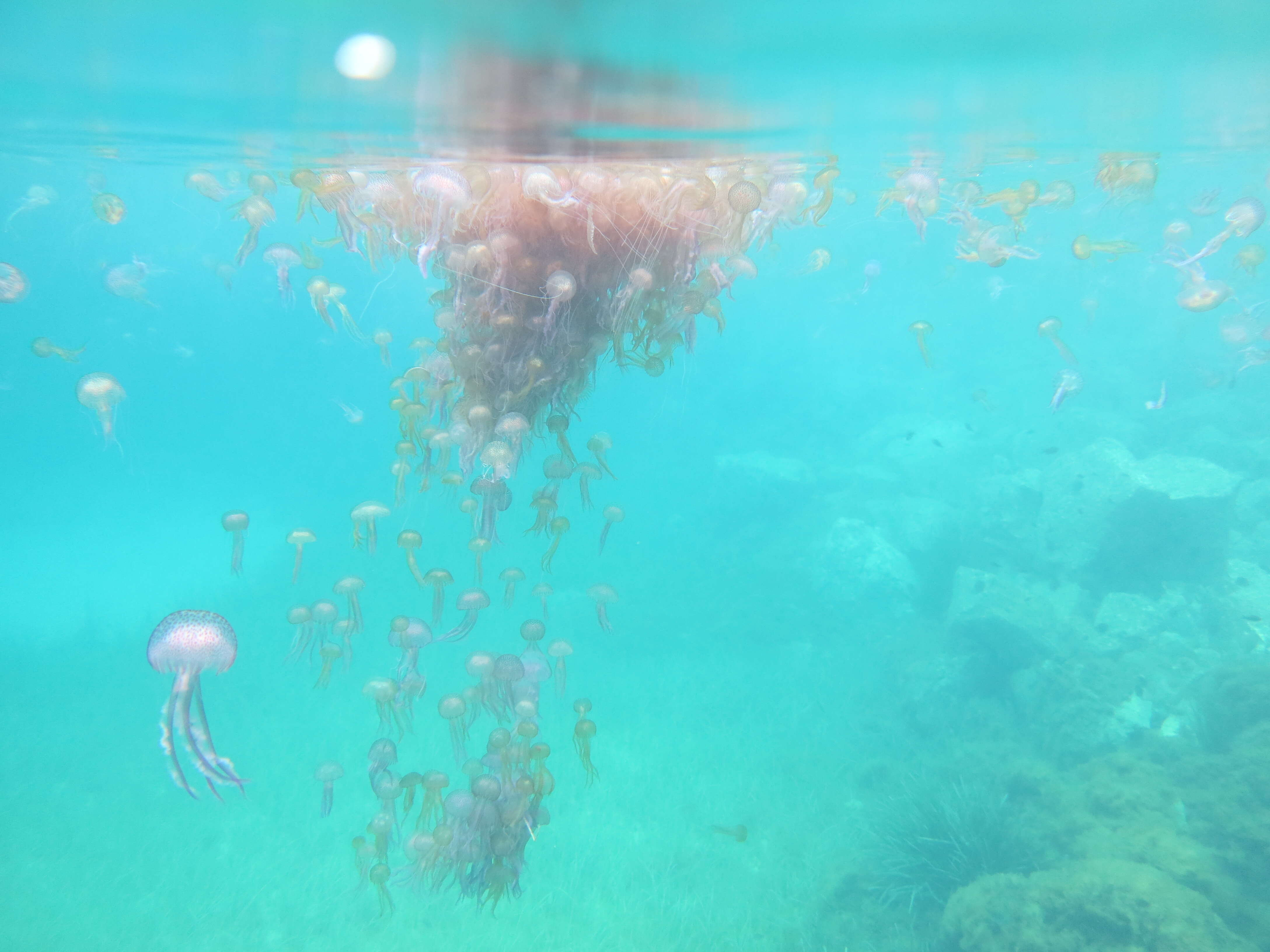 Image of Purplestriped jellyfishes