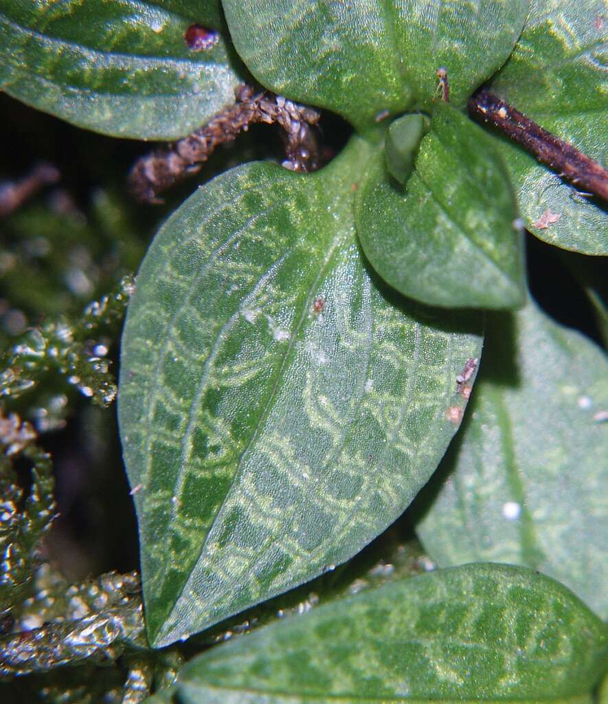 Image of Dwarf rattlesnake plantain (America)